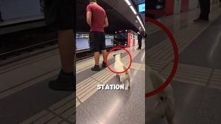 This Dog Waits at the Train Station Every Day ‍ ️ #shorts