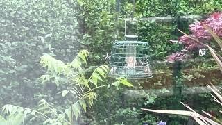 Sparrow family at the bird feeder