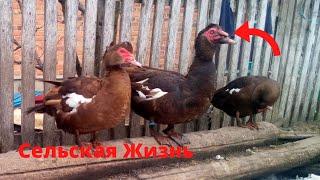 Мускусные утки Как получить инкубационное яйцо в подарок Индоутки Куры Сельская Жизнь