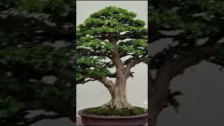 Pesona bonsai kelas bintang #shorts #bonsai #tropicalbonsai #bonsaitropis