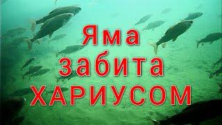 ЛЕД ТАЕТ, А МЫ РЫБАЧИМ/РЫБА ВЕСНОЙ СБИВАЕТСЯ В СТАИ, ПОДВОДНАЯ КАМЕРА ВСЕ ПОКАЗАЛА  #2