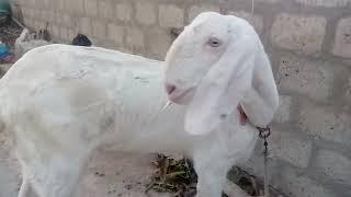 Aman Ali vlogs