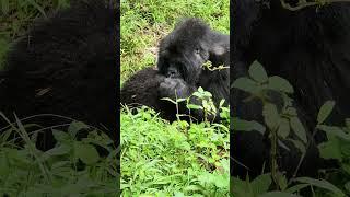 Gorilla motherly love