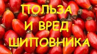 Шиповник полезные свойства и противопоказания