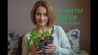 Посев и пересадка томатов. 2019