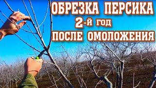 ОБРЕЗКА ПЕРСИКА /2-ой год после омоложения/формируем крону/peach pruning