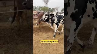 Australian Bull Entry  | Giant Bull in Action | Mera Shauk Official
