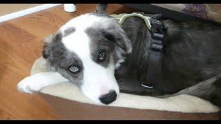 Retro Reels: Zoey the Border Collie stars in "From This to This in GIFs"