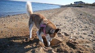 Laika the Husky Digging for Treasure!