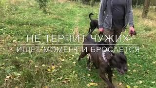 Мы все верим в чудо.С Вами кинолог Наталья Севостьянова и «Мир глазами собак «
