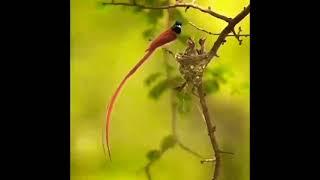 All flycatchers have a wide beak, || #birds #birdslover #birdsounds