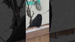 Cautious crow. #shorts #birdwatching #crow