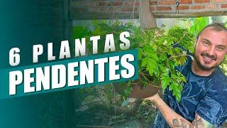 6 Plantas PENDENTES incríveis para cultivar em casa | Dicas do Murilo Soares