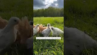 Country Living #homesteading #homestead #chickens #backyardchickens #raisingchickens #homesteadlife