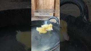 Check out this footless duckling swim for the first time!!  #animalrescue #secondchances