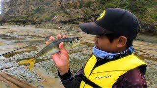 Catching Huge Yellowtails (bait fish)