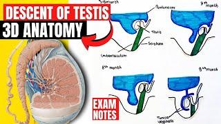 descent of testis anatomy 3d | anatomy of descent of testis embryology | development of testis