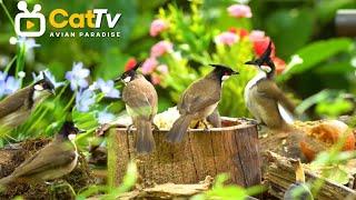 Cat TV Watch Beautiful Birds Up Close to Relax and Entertain Your Cat ️ 4K HDR - No Ads