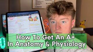 How To Pass Anatomy & Physiology With An A+: Top Study Tips