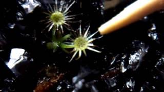 Drosera pygmaea "all green form" E.2