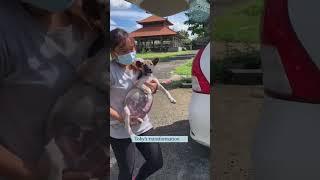 Toby's Journey. The Magic Dog #rescue #lovedog #dogrescue #dog #rescuedog #cat #pets