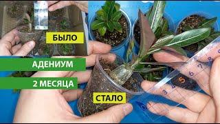 АДЕНИУМ, 2 месяца после посева, чем подкармливаю для активного роста и толстого ствола