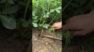 The process of digging peanuts with an iron rake