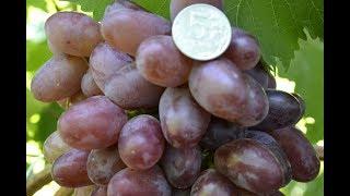 Виноград Эталон селекции Е. Г. Павловского (Grape variety Etalon)