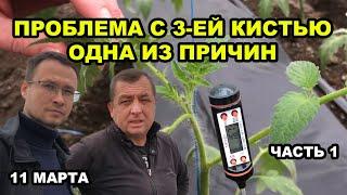 Томат. Проблема с 3-ей кистью, одна из причин. 1 часть