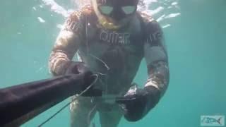 pescasub | Cefalo catturato all'agguato - Claudio Basili