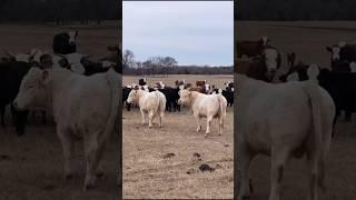 Bulls seeing ladies for the first time #cows #bulls #farmlife