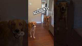 Which one looks guilty ?  happened… #dogaccident #goldenretrievers #guiltydog #guiltydogface #fail