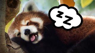 8 Hours Sleep with Panda  Super Relaxing Sleeping Music  Bedtime Lullaby For Sweet Dreams 