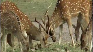 Pollution, parthenium plant threatens deer population in Trincomalee