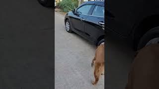 Pak bully dog walking vlog ️ #bullykutta #indianmastiff #shorts #dogshorts #pitbulldog #trending