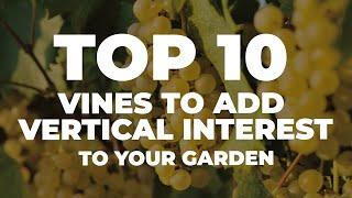  Top 10 Vines To Add Vertical Interest To Your Garden 