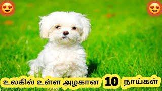 அழகான நாய்கள் || Ten Beautiful Dogs Breeds || Tamil Info Share