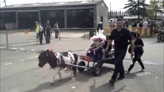 London Harness Horse parade 2014