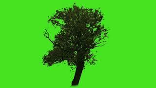 Tree falling with plants green screen effect (chroma key)video | Best Green Screen Tree #greenscreen