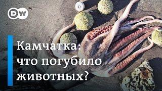 Камчатка: что на самом деле погубило морских животных, или Экологическая катастрофа в Тихом океане