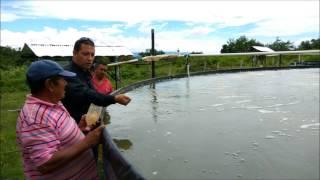 Proyectos piscícolas intensivos desarrollados con piscitanques australianos.