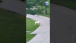 Rare albino deer spotted 