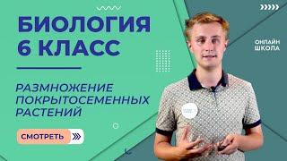 Размножение покрытосеменных растений. Видеоурок 22. Биология 6 класс