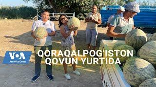 Qoraqalpog'iston qovuni, Rustemning polizlari #karakalpakstan #melon #uzbekistan