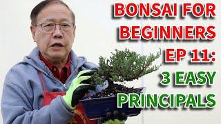 Three easy principals for juniper bonsai care. Bonsai For Beginners EP 11.