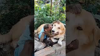 Monkeys and dogs #monkeysr  #monkeydluffy #monkeychallenge #babymonkey #monkeyforest #monkeys