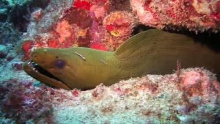 Large Green Moray Eel in Carriacou | SeaLife Micro HD Underwater Camera