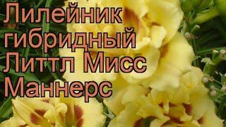 Лилейник гибридный Литтл Мисс Маннерс  обзор: как сажать, рассада лилейника Литтл Мисс Маннерс