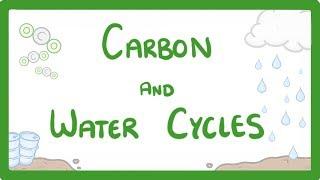 GCSE Biology - What is the Carbon Cycle? What is the Water Cycle? Cycles Explained #88