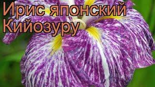 Ирис японский Кийозуру (iris)  японский ирис Кийозуру обзор: как сажать, рассада ириса Кийозуру